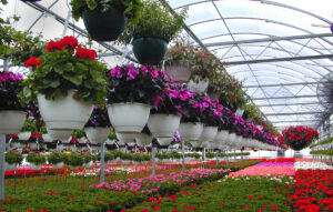 صادرات گل و گیاه